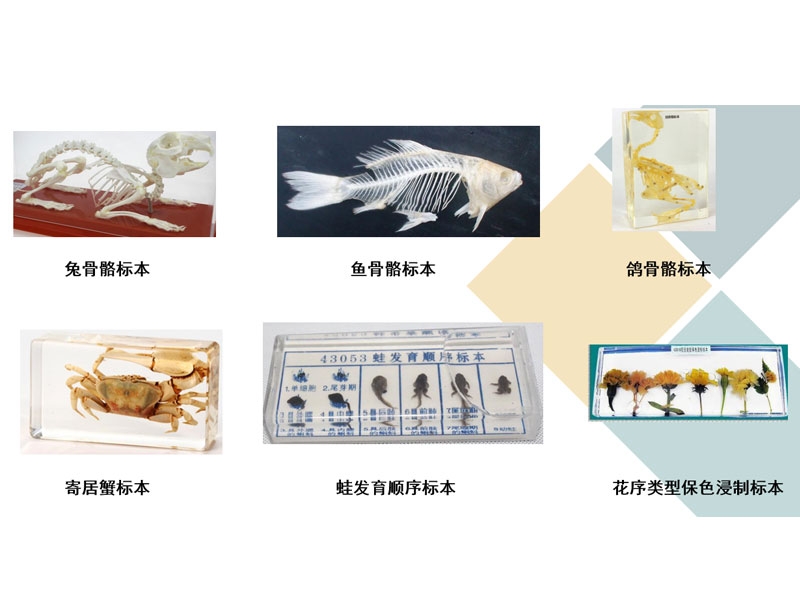 標本展示